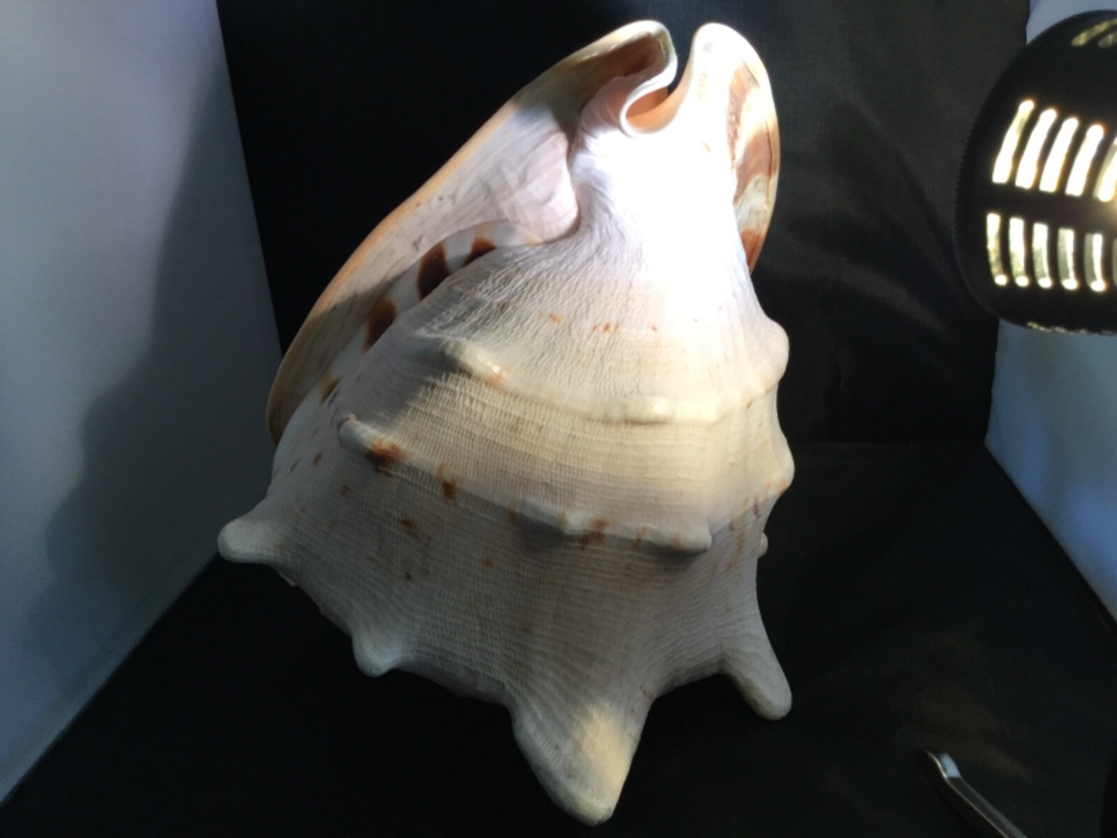 Large Whelk sea shell, 11 tall, girth 24”