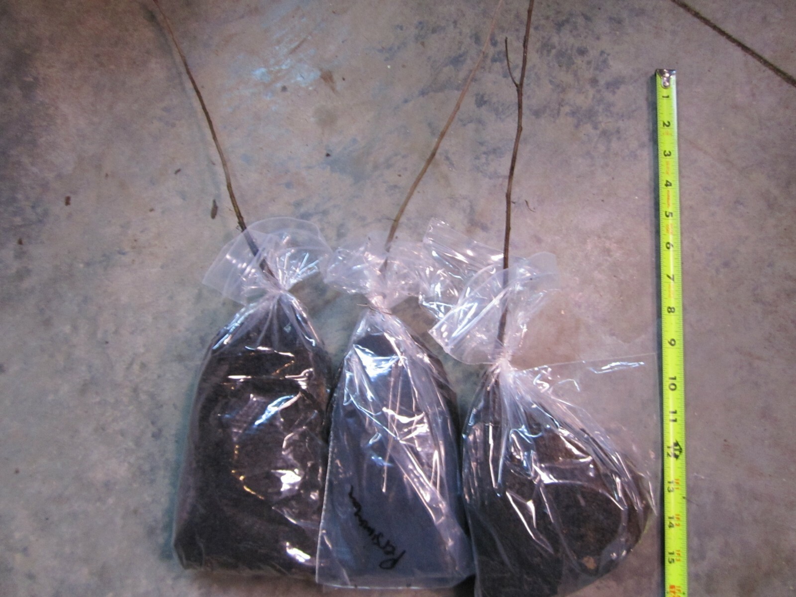 American Persimmon tree common persimmon