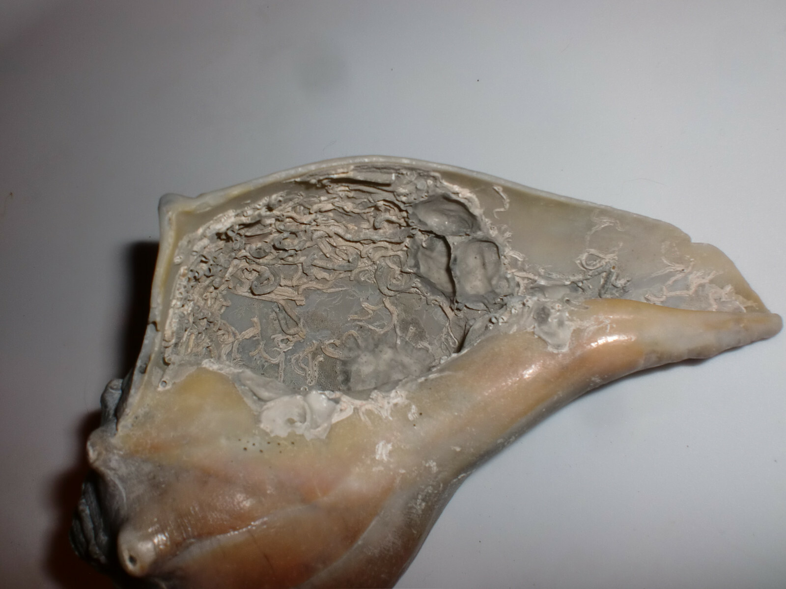 Unusual Fossil Ocean Conch Sea Shell Nautical Beach Decor Petrified 5 1/2