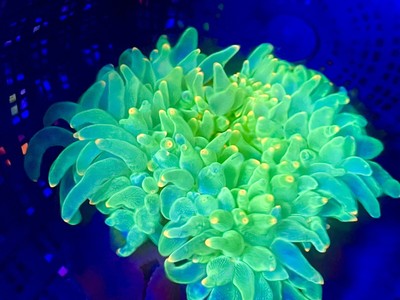Green Orange tip LRG Size  bubble Tip  Anemone Live Coral