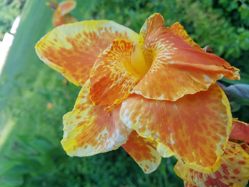 RARE CANNA LILY BAVARIA EXOTIC GORGEOUS FULL BLOOMS 2 LARGE BULBS