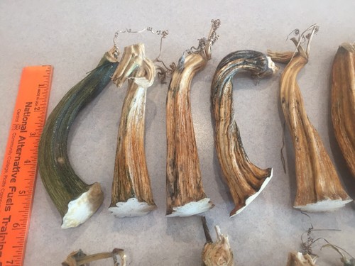 20 Excellent Quality Dried Pumpkin Stems - Crafts, Velvet 5