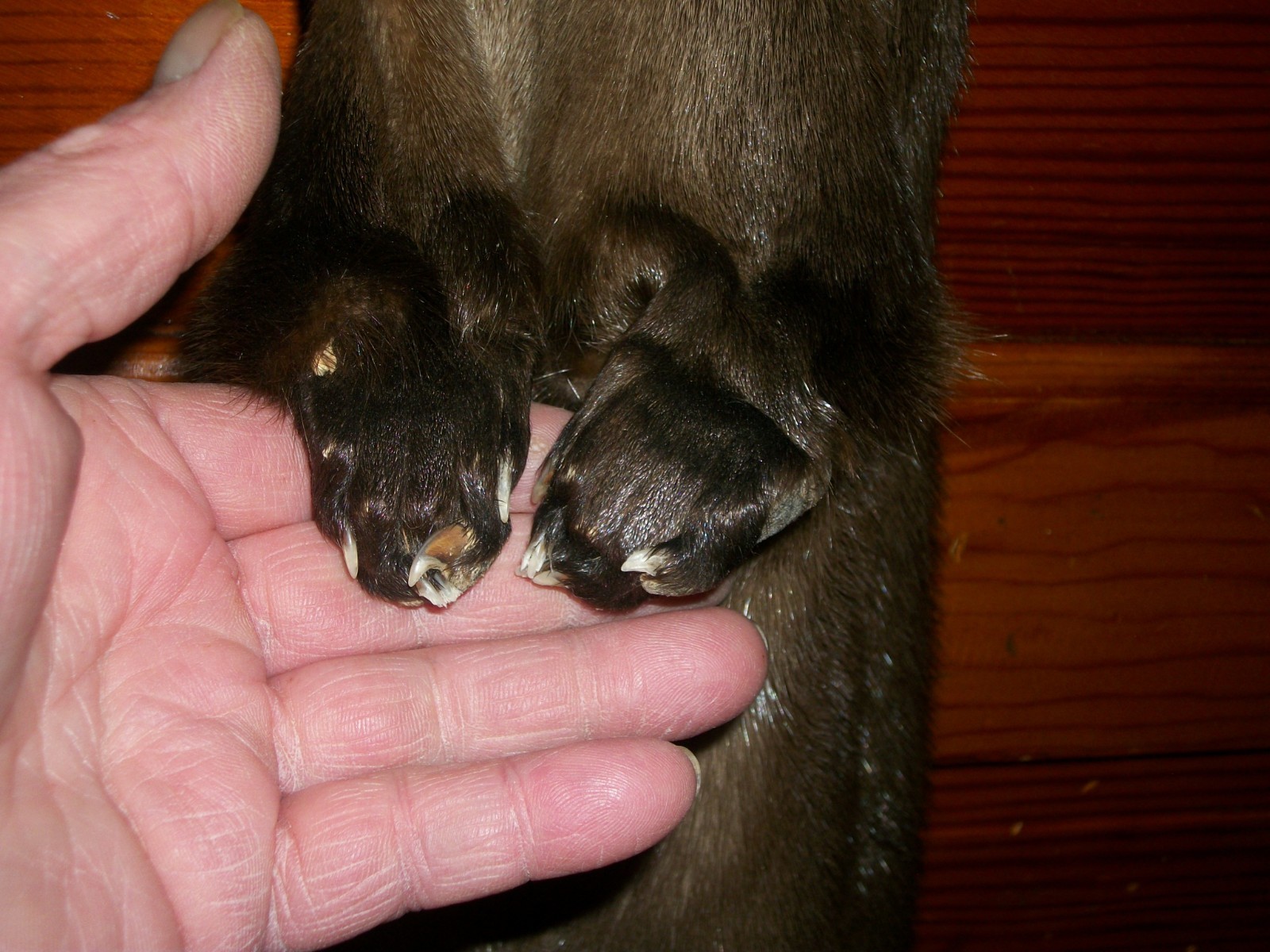 HUGE tanned RIVER OTTER fur pelt skin 4 FEET CLAW taxidermy craft cites TAG OF7