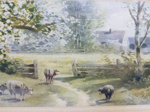 Antique Picture 1908 A. Fox Phila. Sheep Pasture Dirt Road Blossoming Tree Farm