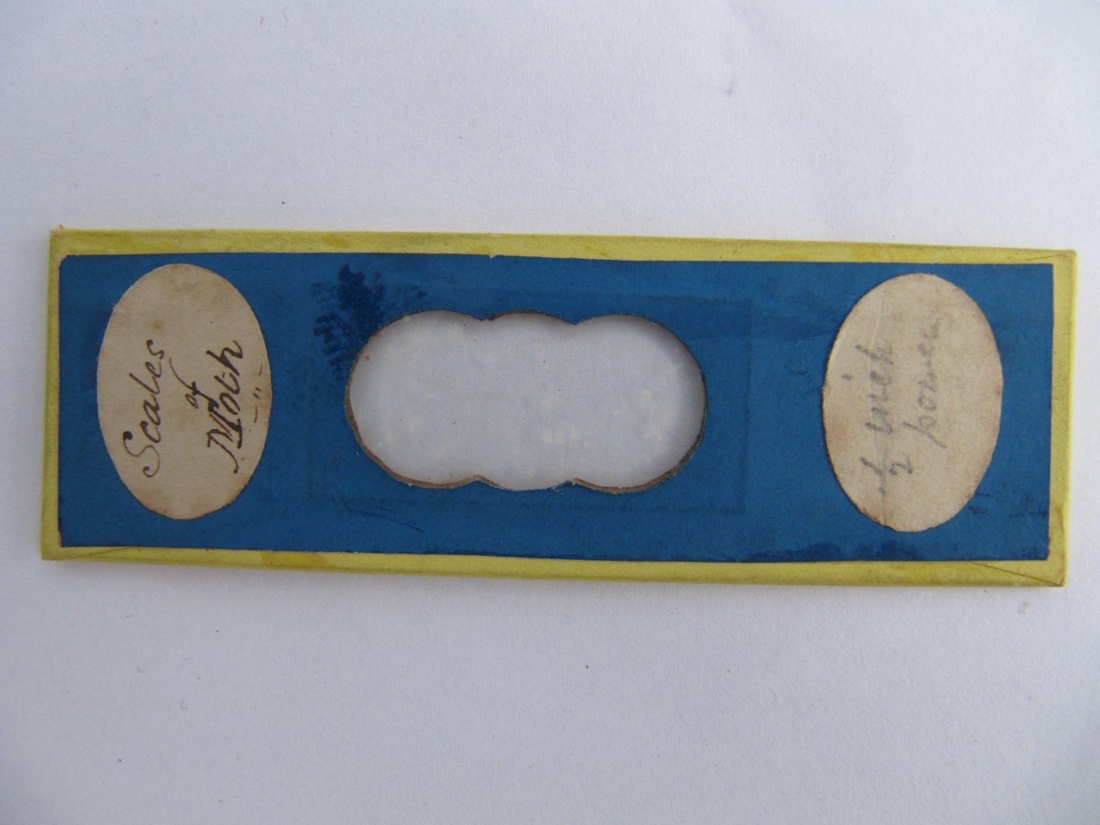 Microscope Slide