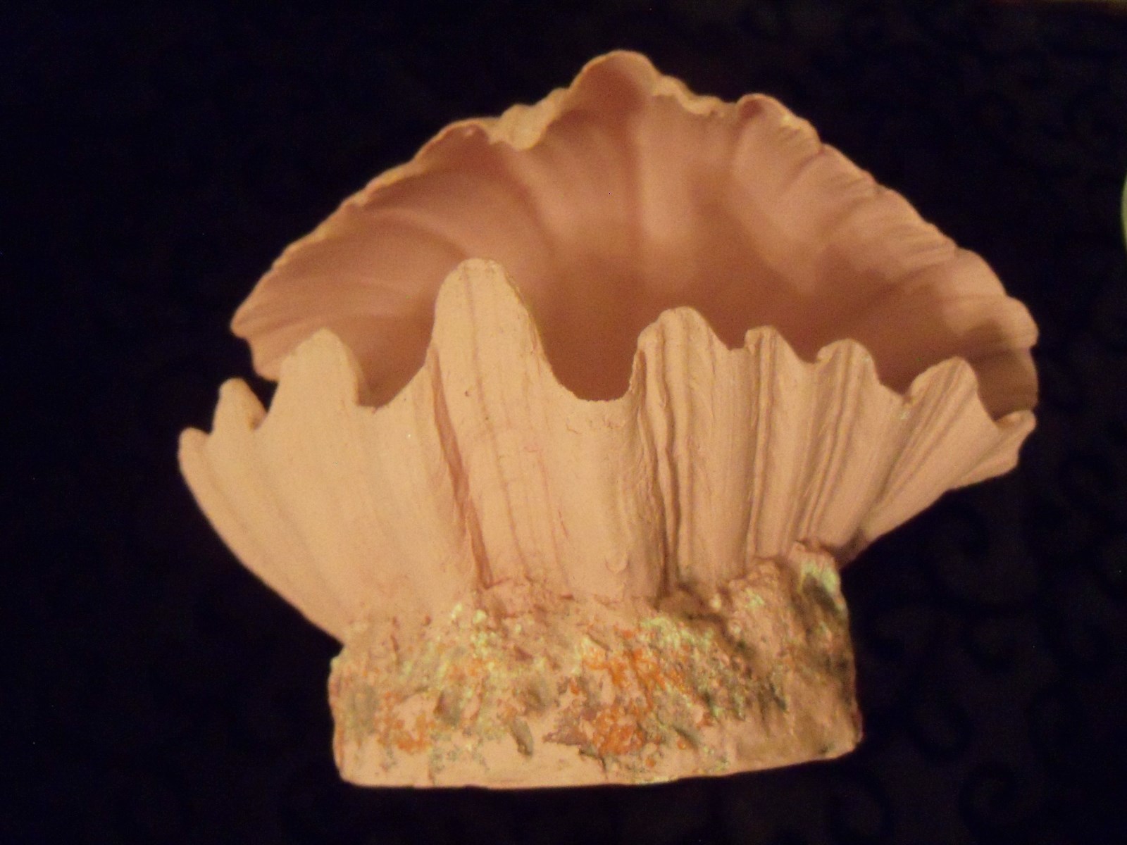 Pink Clam for Aquarium