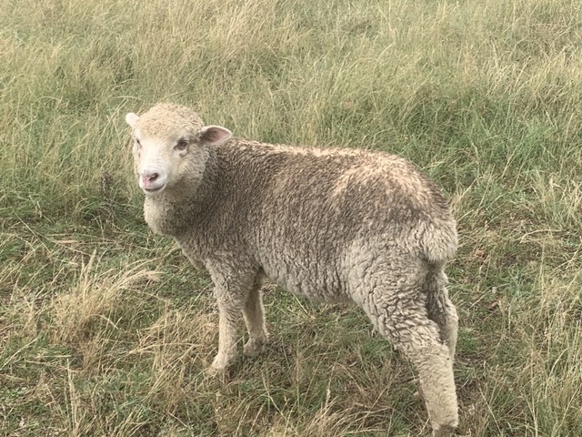 goulburn home builders