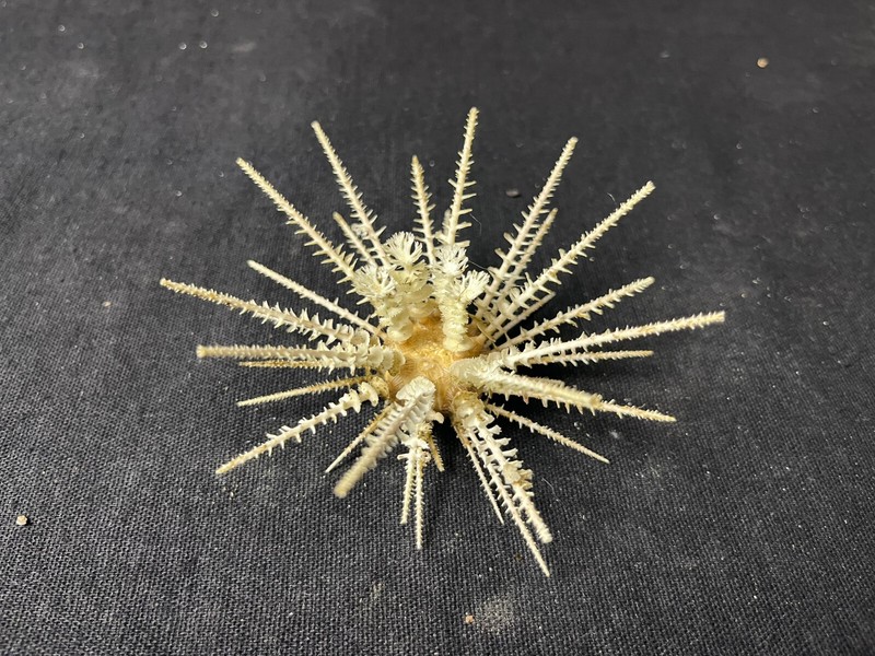 Coquillage ÃChinodermes Oursin Goniocidaris Spinosa Superbe SpÃ©Cimen TrÃ¨S Rare