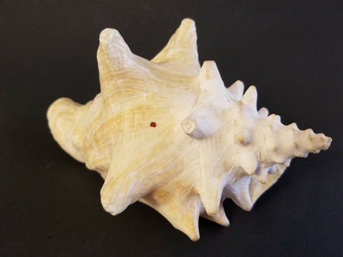 Vintage Large Pink Conch Shell Great For Display Or Use In An Aquarium