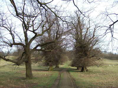 Photo 12x8 Track to Bellmount Tower Belton Park  c2010