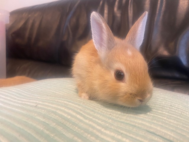 gumtree netherland dwarf