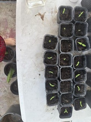 Foto dell'oggetto di un acquirente verificato