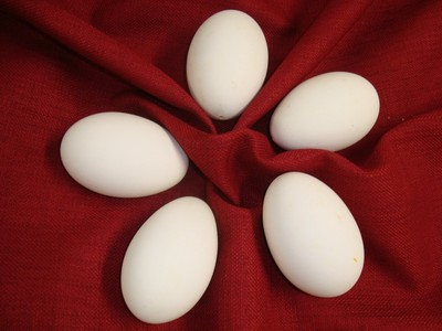 5 Large Fresh BLOWN GOOSE EGGS 8
