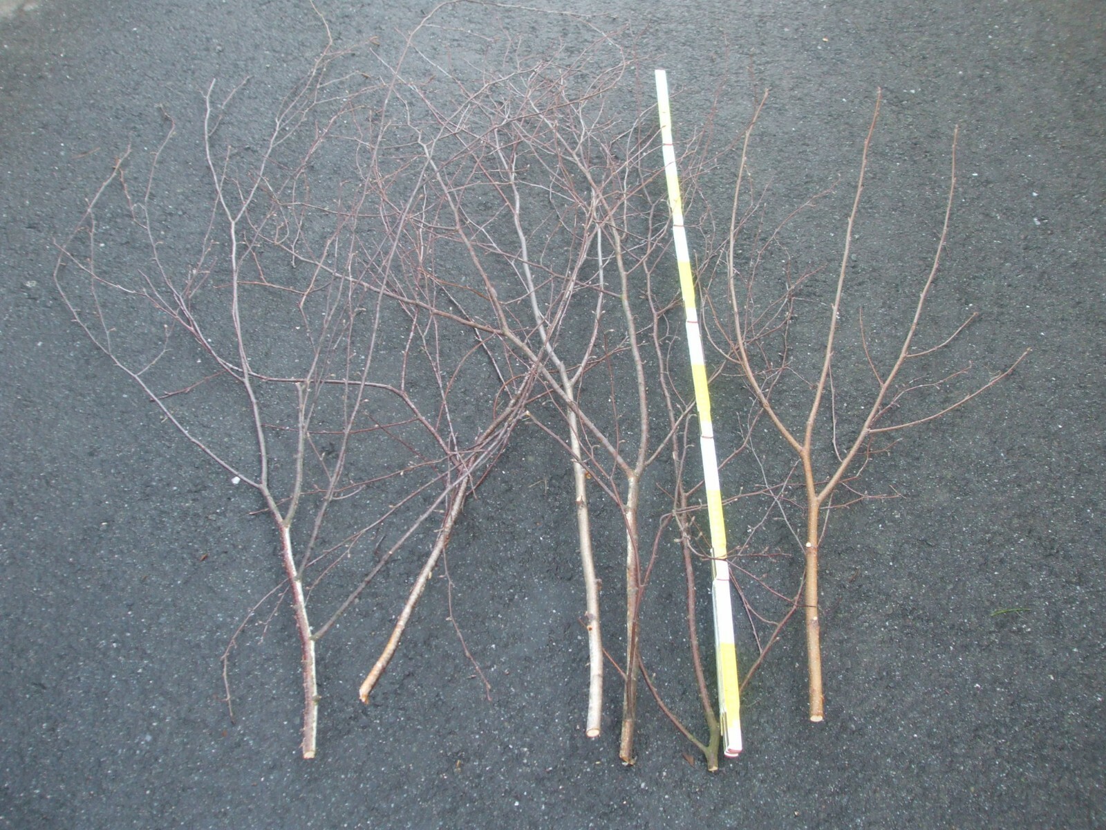6 frische Birkenäste ca 120 cm Birkenzweig Birkenzweige Birkenast Äste 