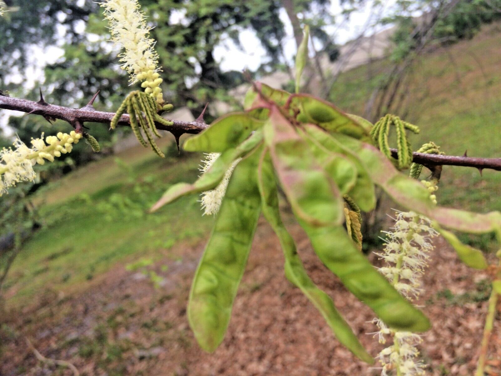 Mimosa Tenuiflora Seeds Pods - 15 Seeds - 2024 Season