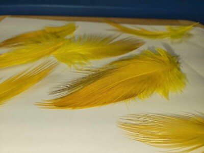Small 10 pc AAA Heron Feathers - 2 to 3 inches Dirty Yellow - Feather Shed