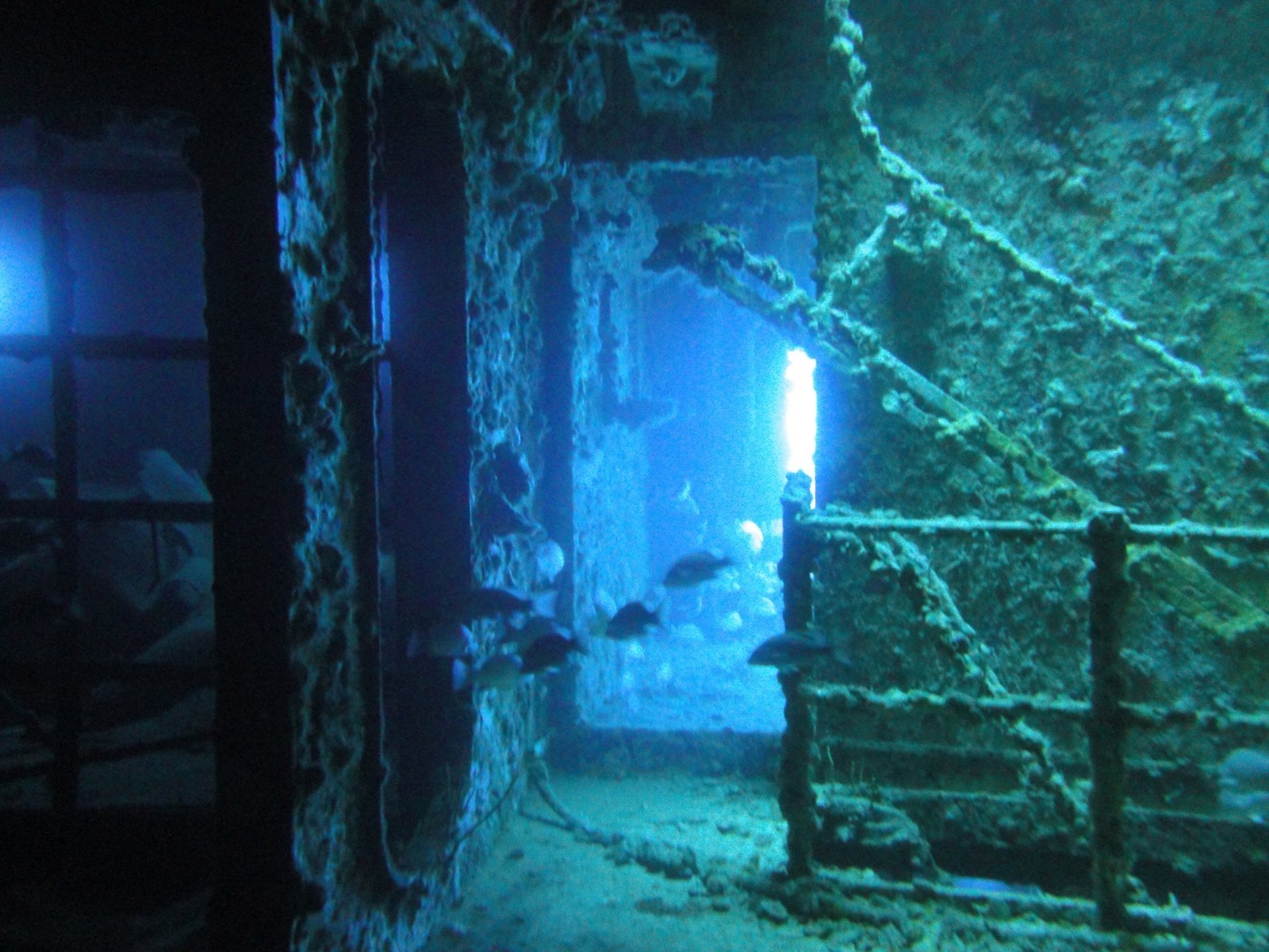 SCUBA DIVING RHINO MIFLEX 22 INCH BC POWER INFLATOR HOSE BRAIDED BCD