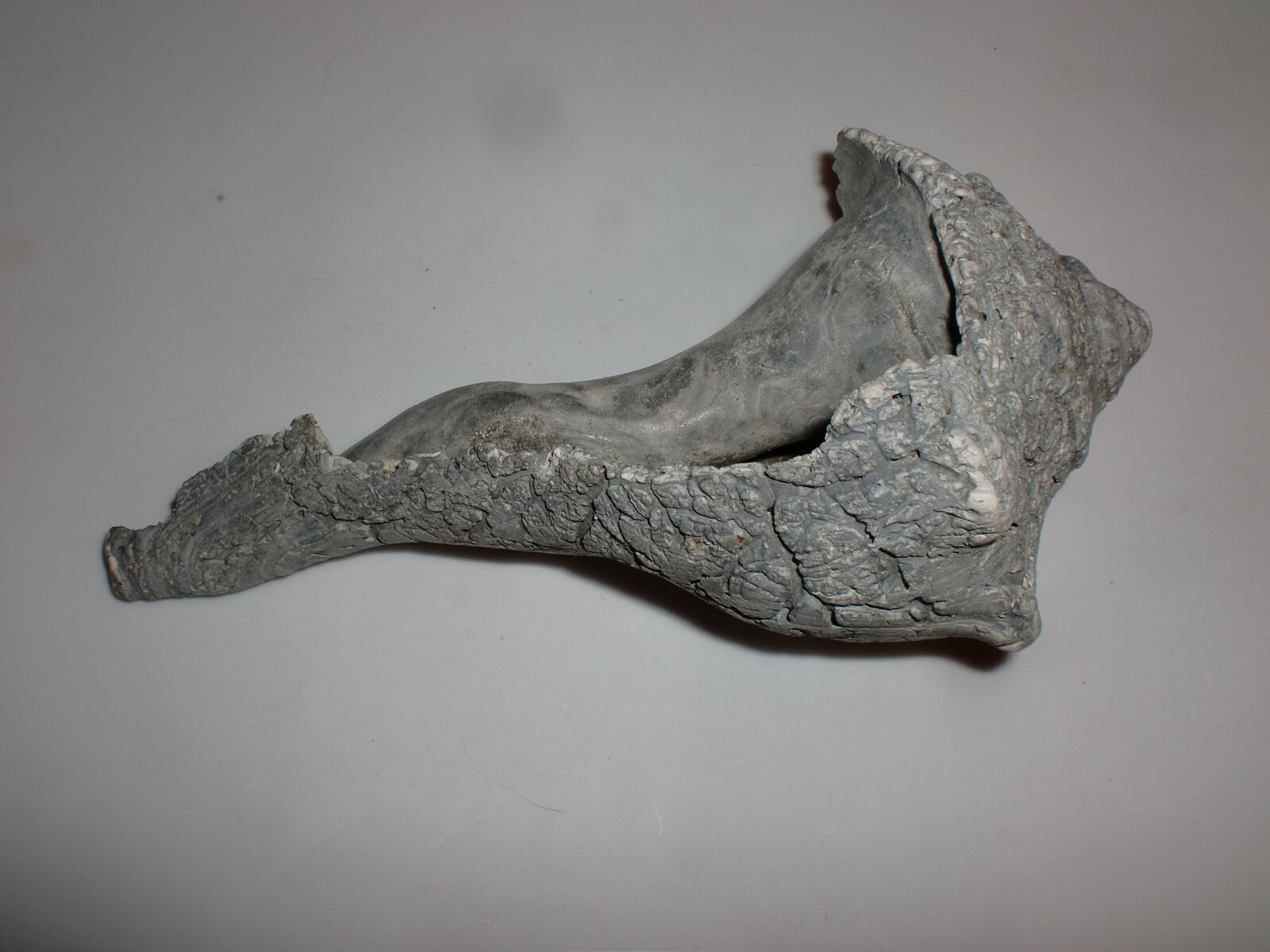 Unusual Fossil Ocean Conch Sea Shell Nautical Beach Stone Grey Petrified 6