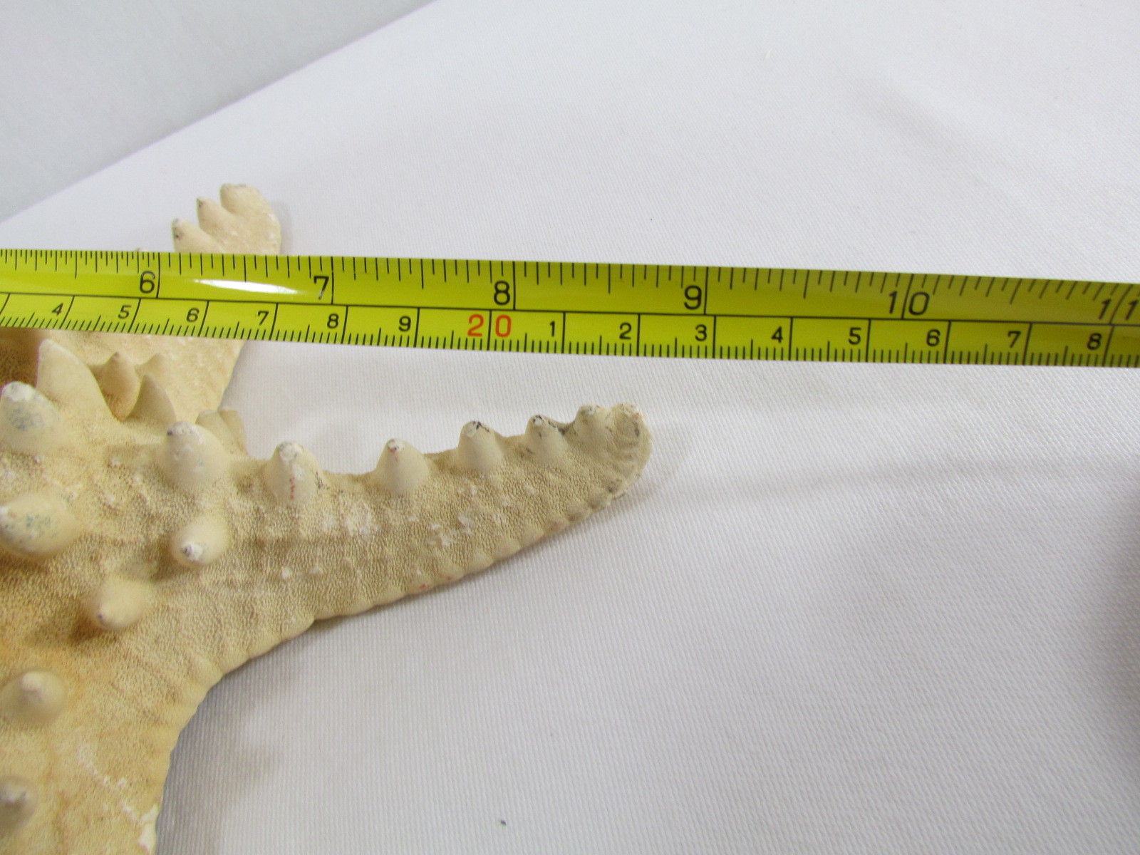 Nautical Beach Decor lot Large Seashell Shell Conch Starfish Snailshell