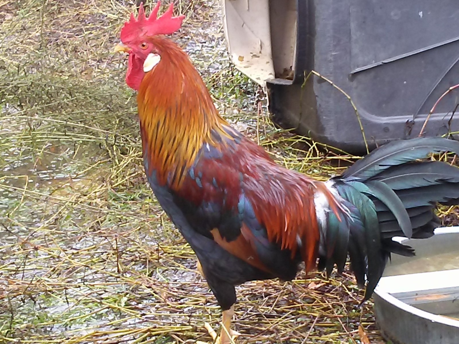 Brown Leghorn Hatching Eggs 10 +2