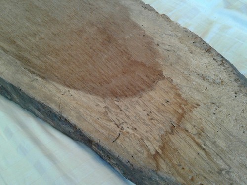 Vintage 1970s Rare Northern California YEW WOOD Slab Table Top Display