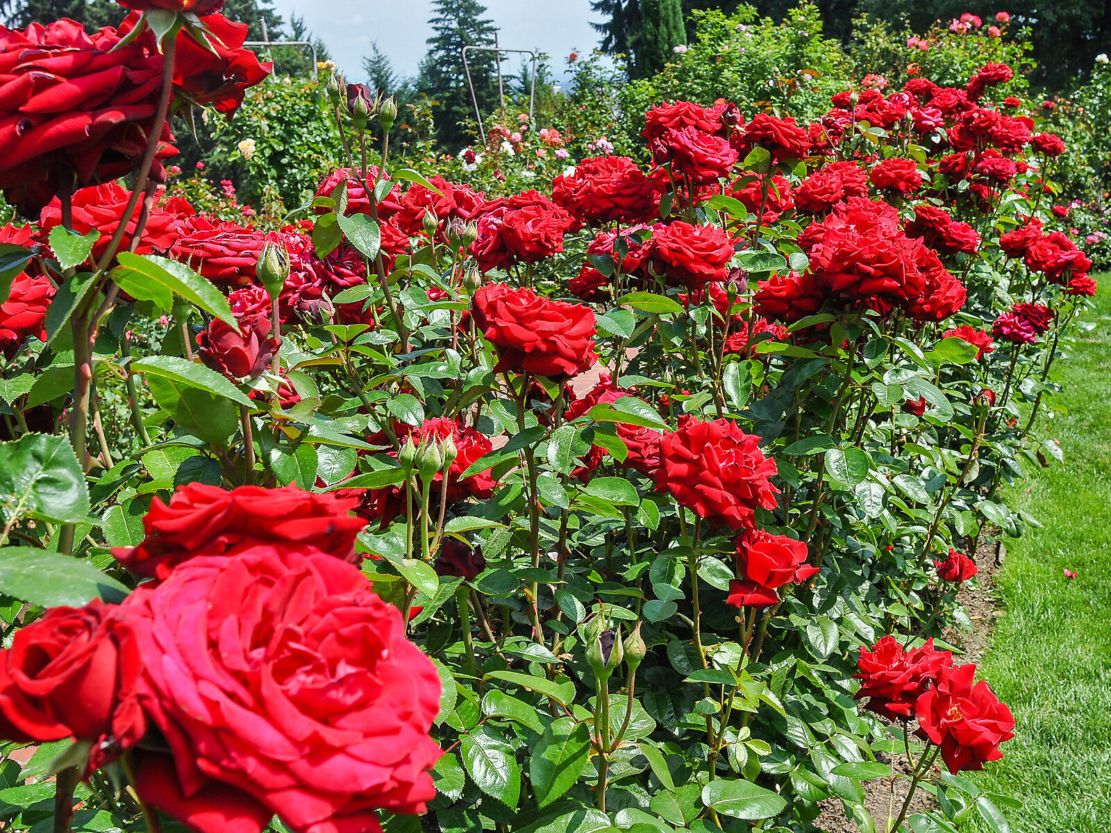 Ingrid Bergman Hybrid Tea Rose Bush Warm Dark Red Velvety Beautiful Flowers Ebay