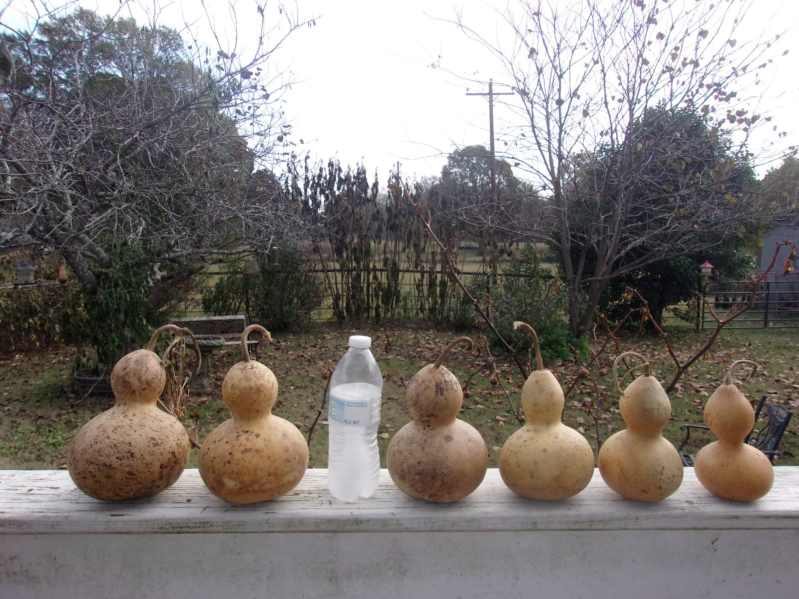 Group of 6 Bottle Neck Fat Gourds, Cleaned & Dried, For Crafts, Painting, Smooth