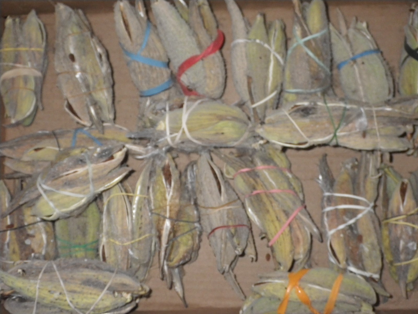 10-200 Pods Common Milkweed Dried Seeds Fluff Organic 2018