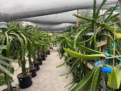 DRAGON FRUIT CUTTINGS - MULTIPLE VARIETIES - 8'' - 12: SIZE