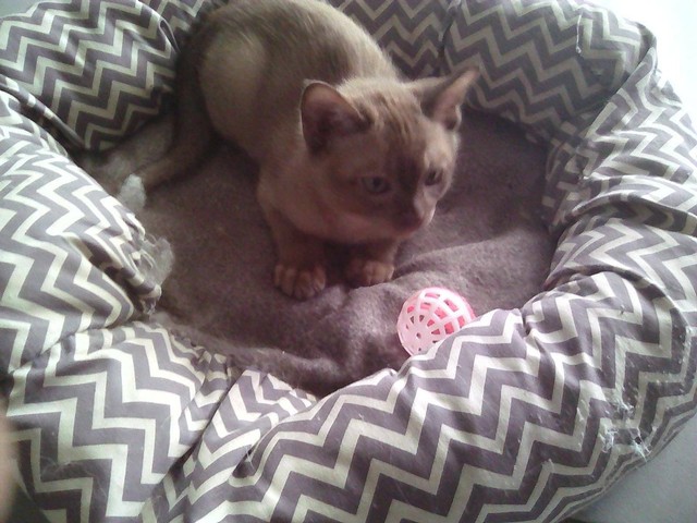 gumtree burmese kittens