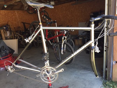 merlin cyrene for sale