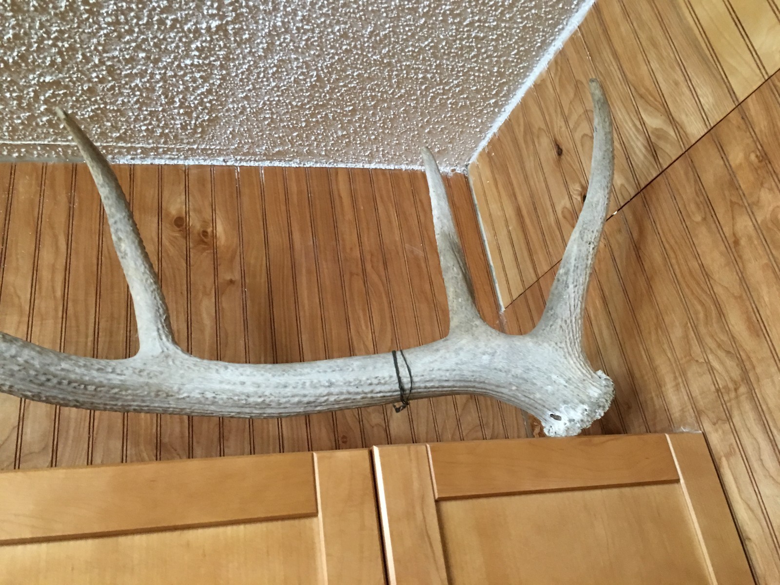 Large Bull Elk Antler Shed 48