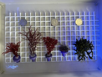 5-Pack Macro Algae - Dragon s Breath Red Ogo Red Sea Grapes Blue Hypnea Codium