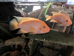 red devil cichlids juvenile br 10cm 4cm devils