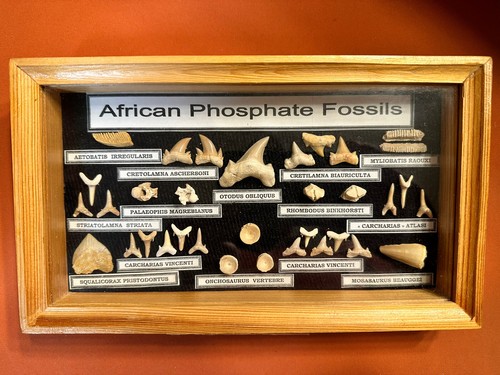 中古 PhonosycographDISK - Ancient Termites 中古 PhonosycographDISK - Ancient Termites 中古