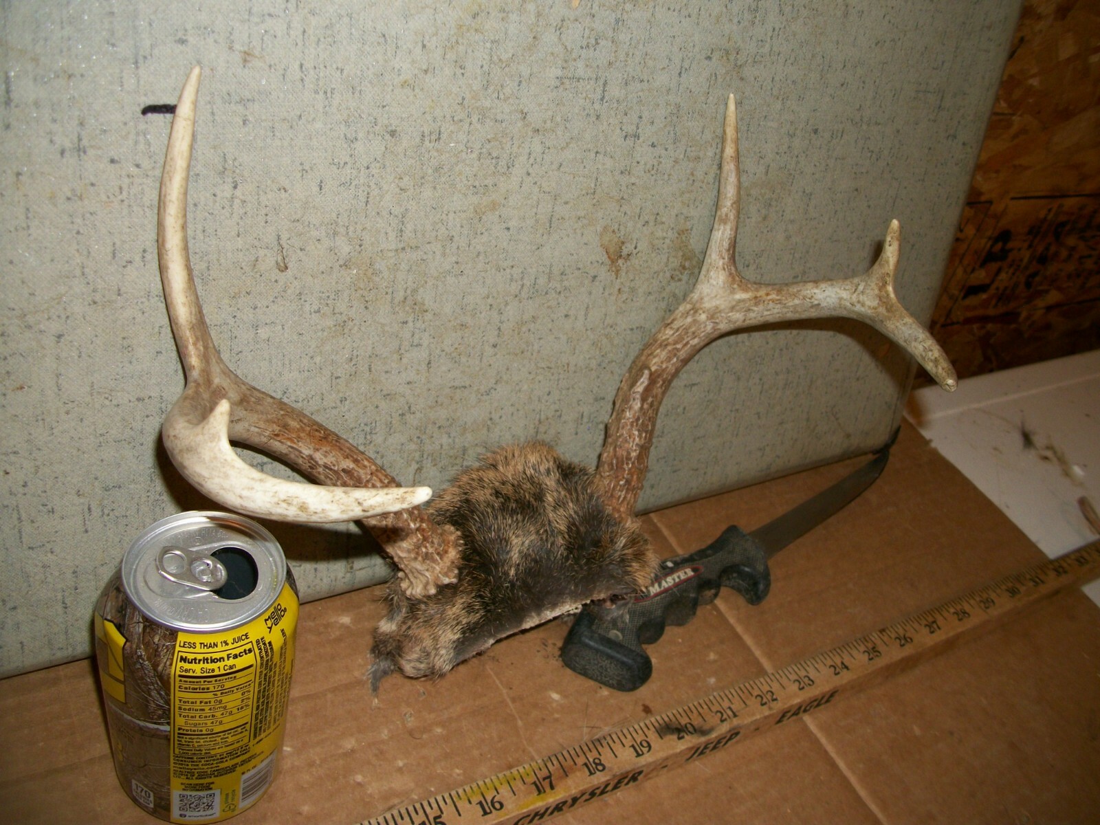 FRESH 6 pt WHITETAIL deer rack antler horn taxidermy man cave TROPHY JACKALOPE