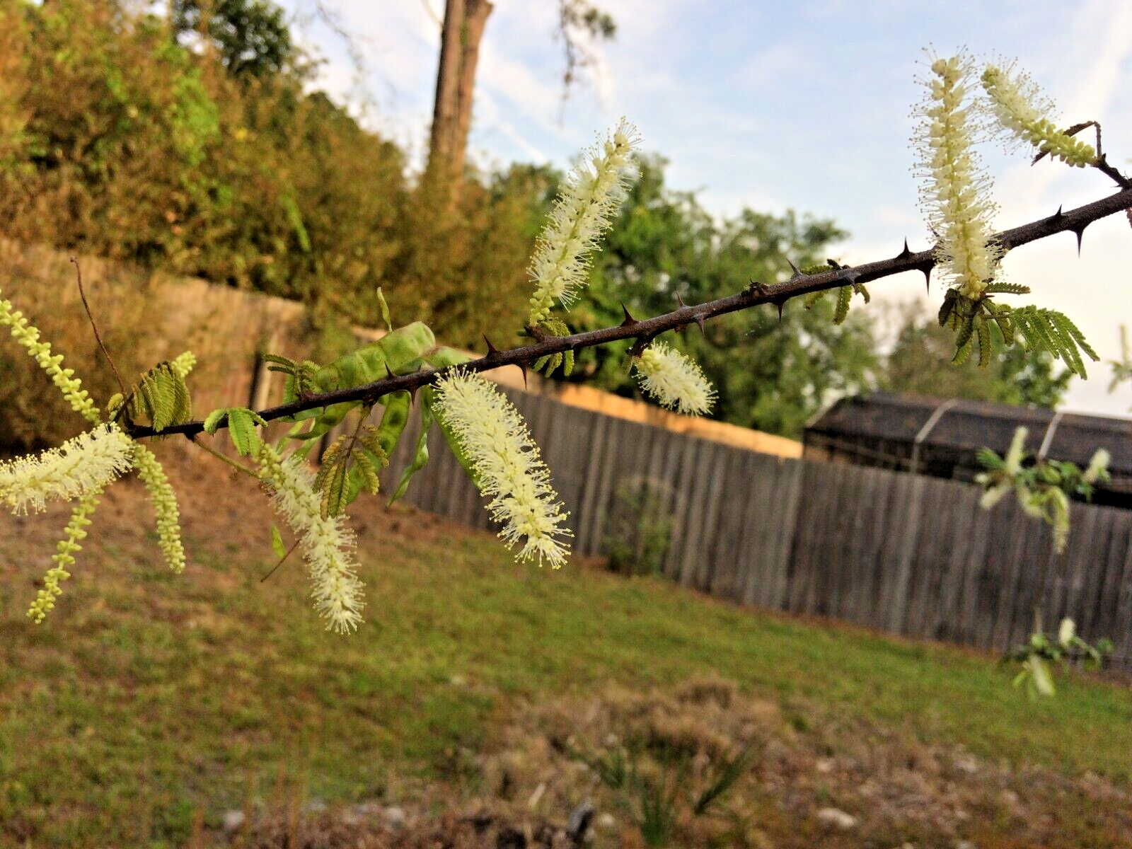 Mimosa Tenuiflora Seeds Pods - 15 Seeds - 2024 Season