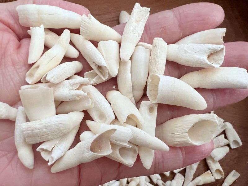 10PC Alligator Teeth for Making Gator Teeth Necklace, Real Alligator