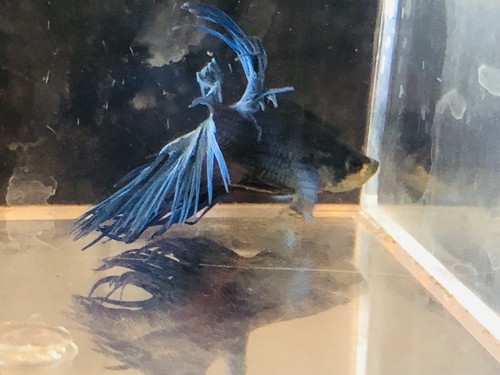 Betta Fish
