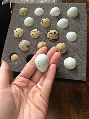 经认证买家提供的物品图片