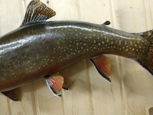 HUGE BROOK TROUT MOUNT TAXIDERMY FISH FISHING CABIN DECOR  BROOK RAINBOW SALMON