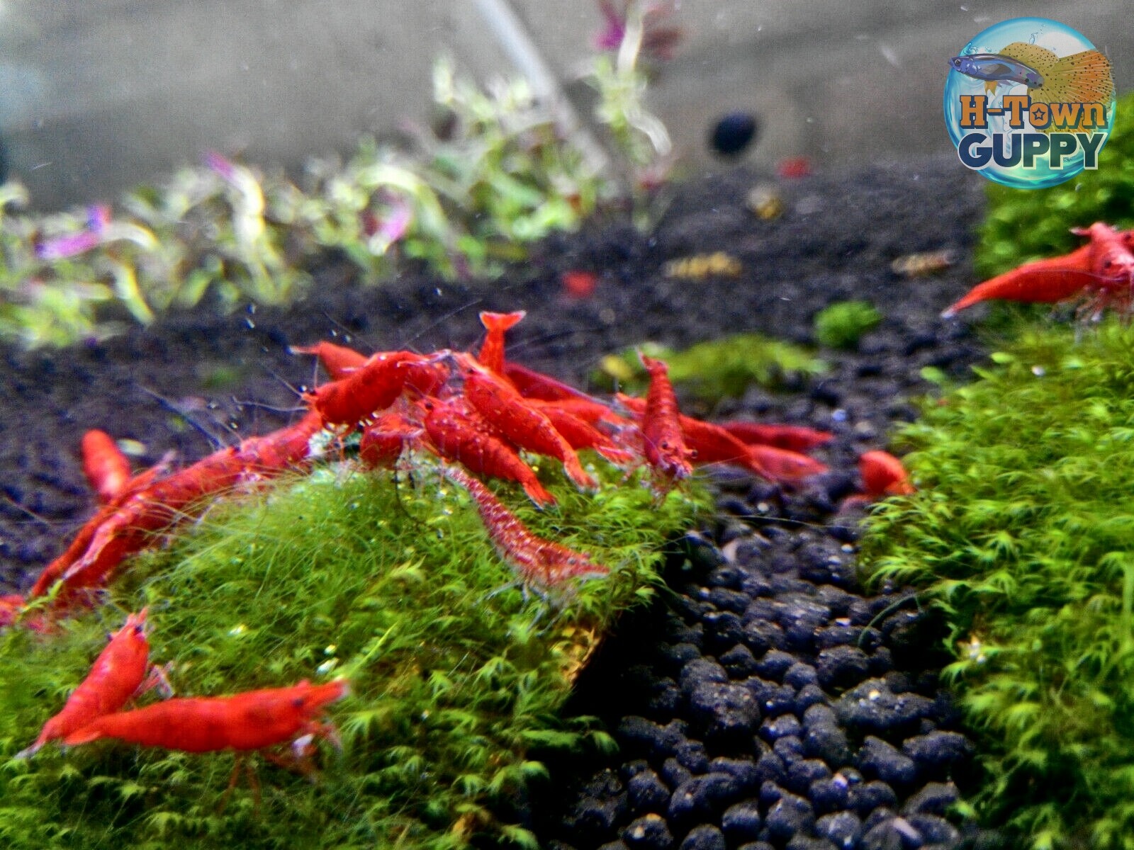 20 +2  Fire Red  Cherry - Freshwater Neocaridina Aquarium Shrimp. Live Guarantee