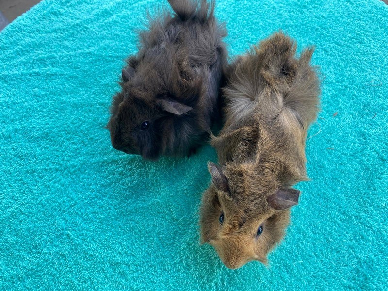 purebred guinea pigs