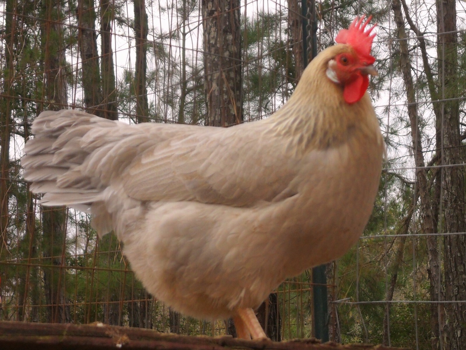 Isabella Leghorn Hatching Eggs  6++