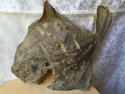 Taxidermy Vintage Taxidermy Fish