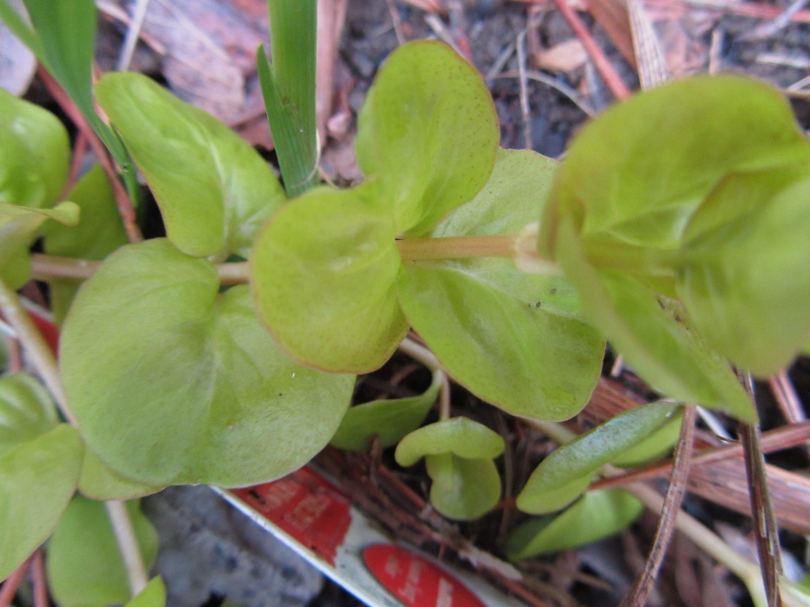 LYSIMACHIA  AUREA 2 Plants  Garden Patio Creeping Jenny,Golden Moneyworth