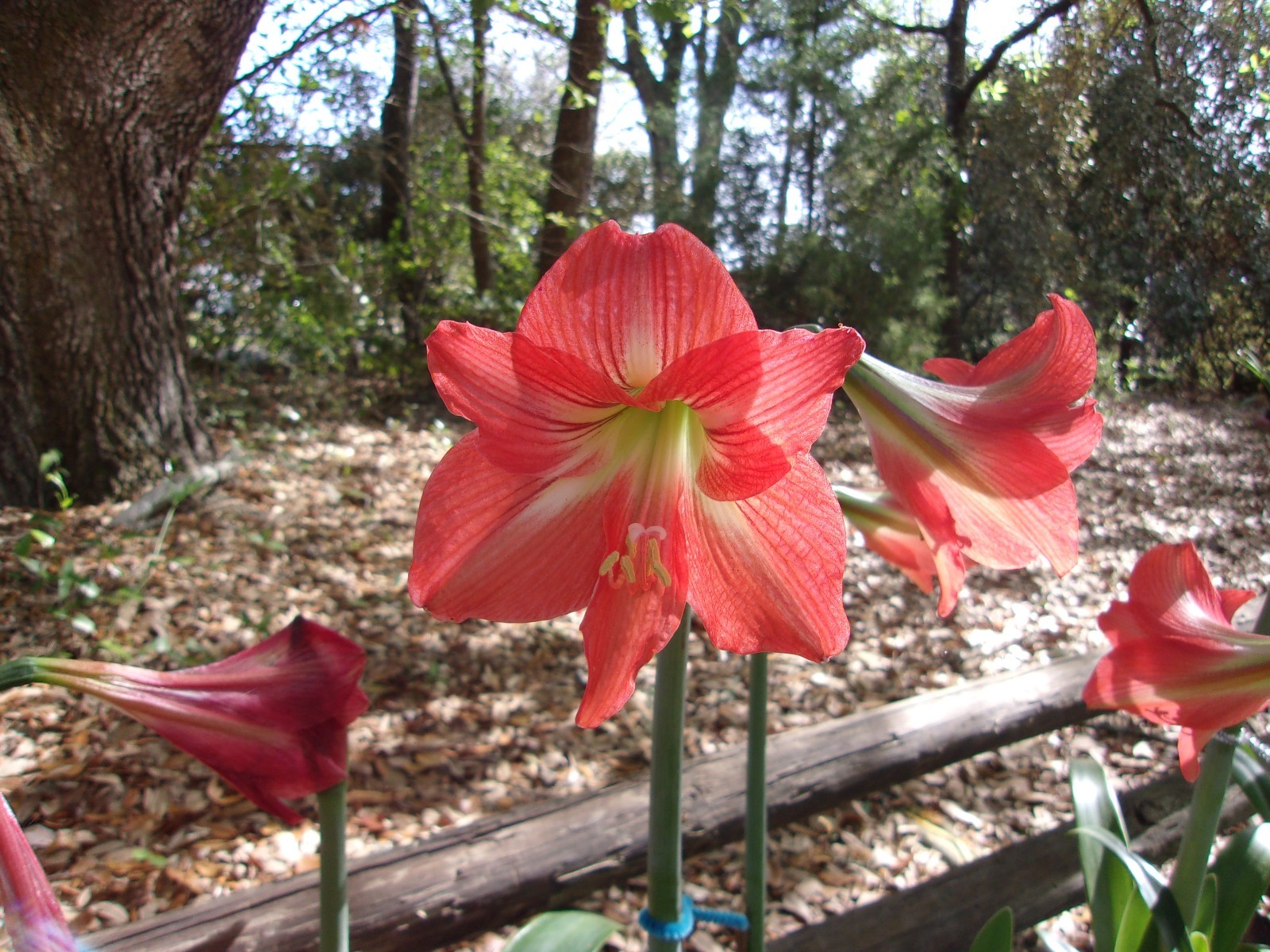 Lot of 10 Southern Star Amaryllis Bulbs 14-18 cm. circumference already bloomed