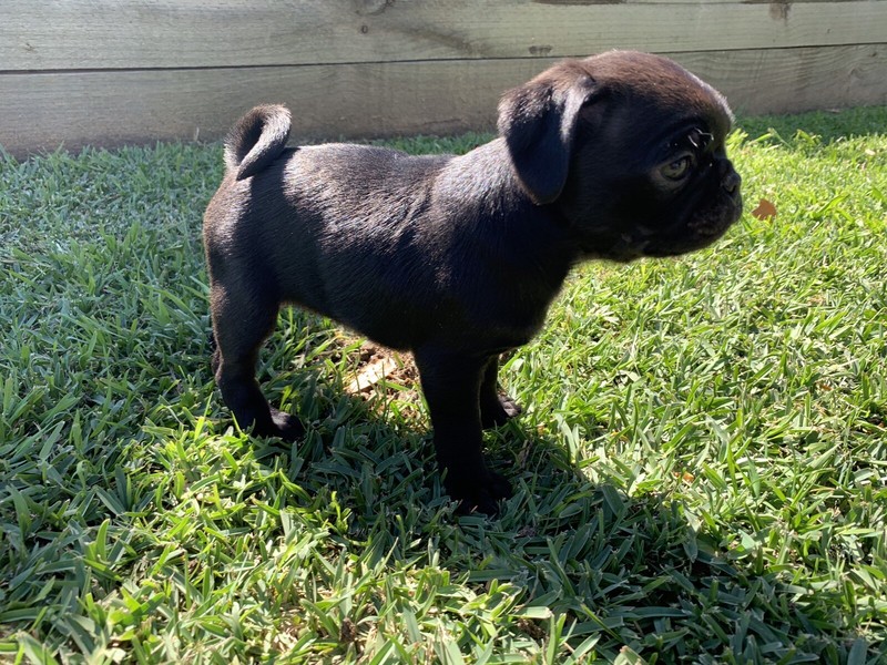 selling puppies on gumtree