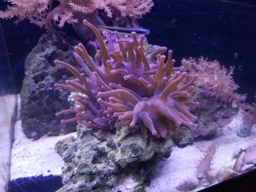 Rose bubble tip anemone (Natural Split)