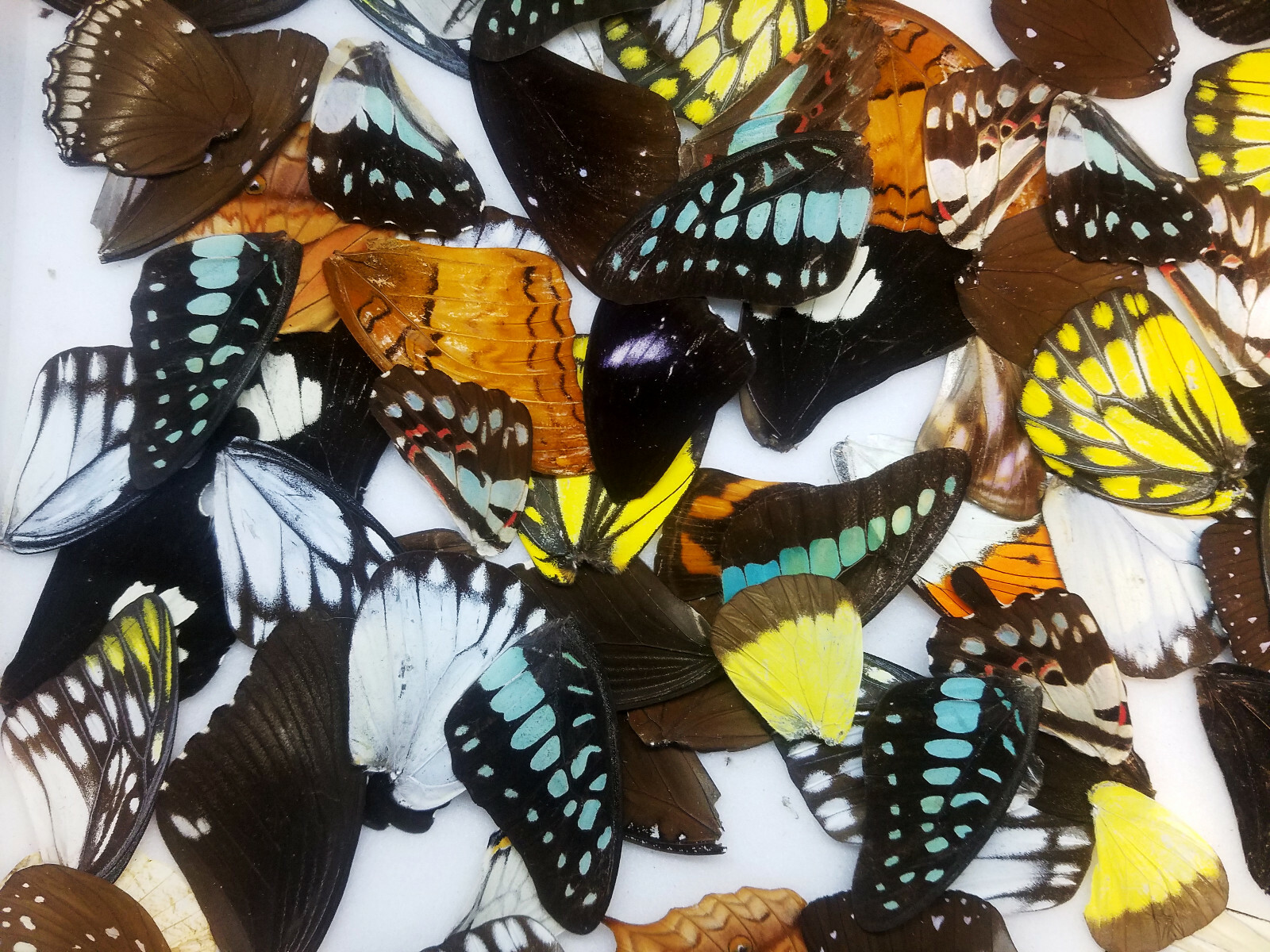 Mixed lot of 25 REAL tropical butterfly wings for art, crafts, jewelry BULK MIX